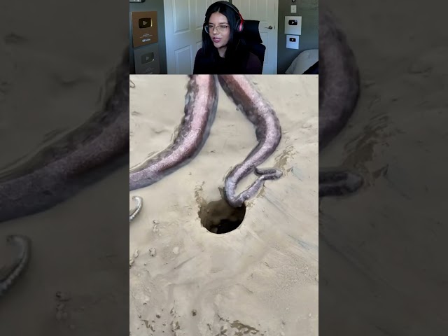Octopuses Can Squeeze Through the Tiniest Holes ๐ฑ