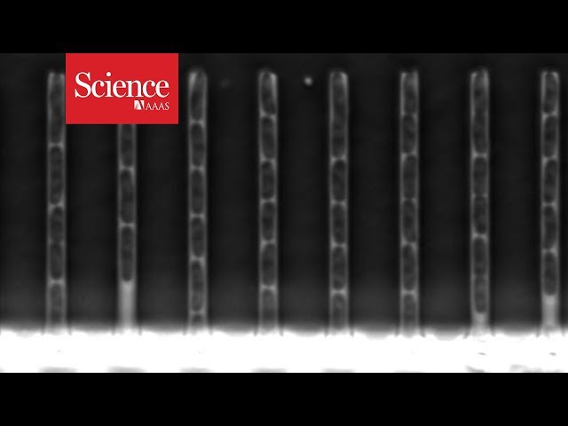 Mutating DNA caught on film