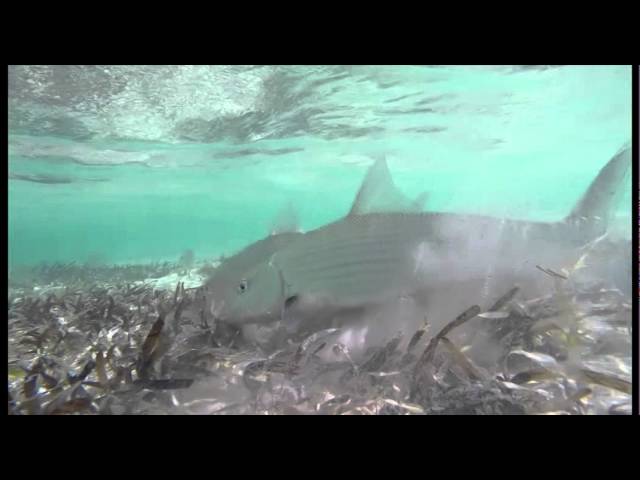 Underwater footage of feeding bonefish at Deep Water Cay