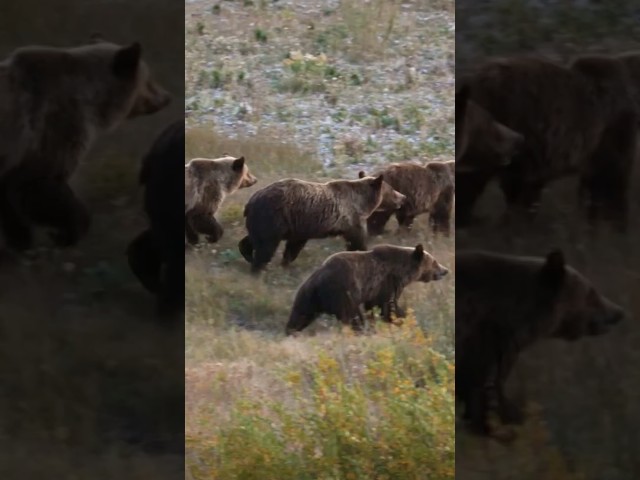 2026 update: Grizzlies in the Lower 48 remain protected under the Endangered Species Act. #grizzlies