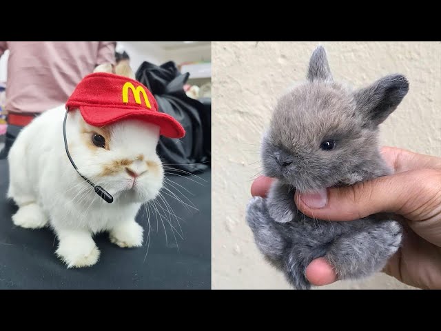 Funniest Rabbit Videos Ever
