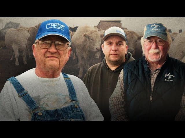 Cattle Farmers Explain Trump's Argentina Bailout