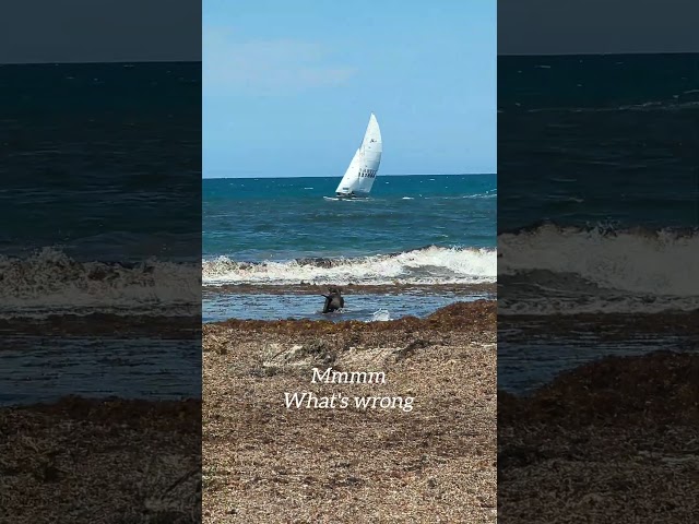 Geezer gone overboard 2 help the guys #sailboat down at #tworocks #dogshorts Ship2Shore #sos