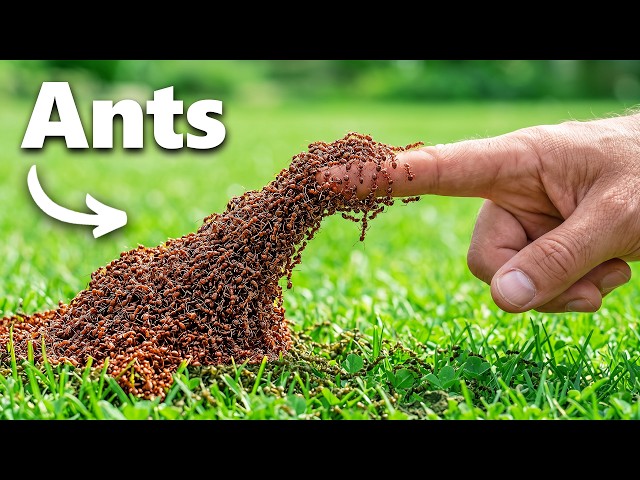 The Craziest Insect Videos On The Internet!
