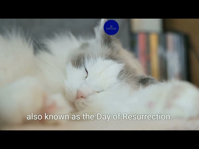 Surah al fatiha with english translation• •mishary Rashid alafasy• •by @ISLAMIC TECHNO