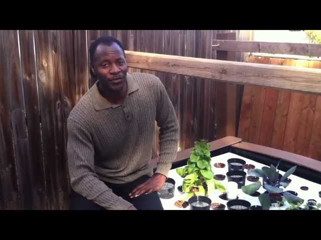 Extreme Spinach Planting in your Aquaponic Basic system
