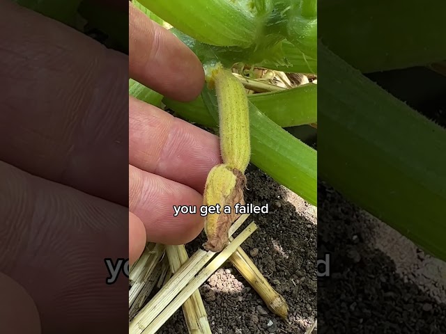 HAND Pollinate Your Squash for Guaranteed Harvest!