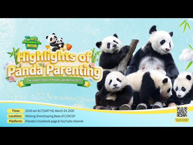 Broadcast: Highlights of Panda Parenting in Shenshuping | iPanda