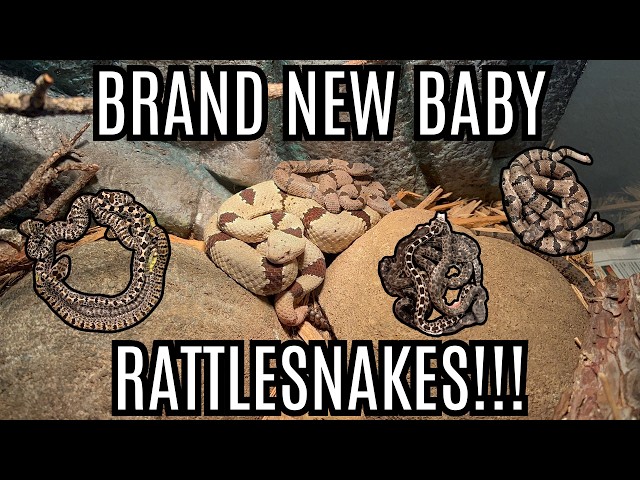 New Litters Of BEAUTIFUL Baby Rattlesnakes!!