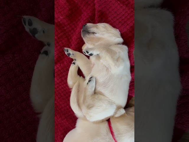 Upside Down Nap Time for Lab Puppy. Sweet Dreams! #cutepuppy #labrador #puppy