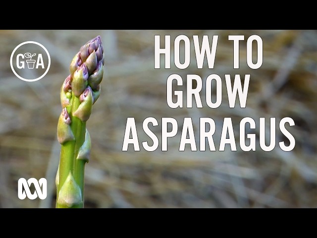 🌱 Want to grow asparagus that produces for decades? | Gardening Australia
