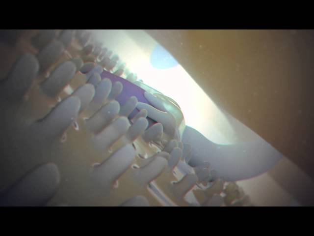2012 Science & Engineering Visualization Challenge: Fertilization