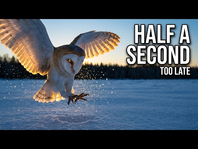 Nature's Deadliest Half-Second (Filmed in Bullet Time)