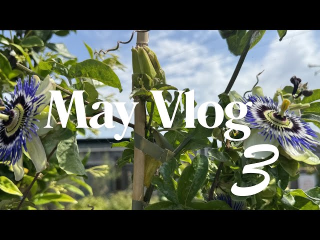 May Vlog 3 | Garden Centre Browsing, Craft Shop Finds & Knitting Projects 🌸🧶