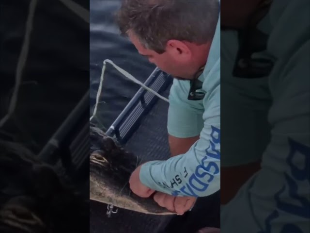 HUGE ALLIGATOR CAPTURED! 8/20 #viral #short #youtubeshorts #shorts #viralvideo #youtube #shortvideo
