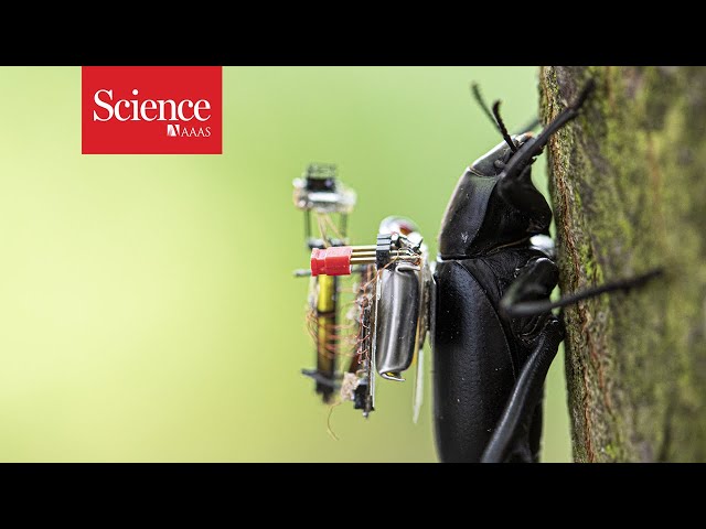 This tiny camera can show the world from a bug’s point of view