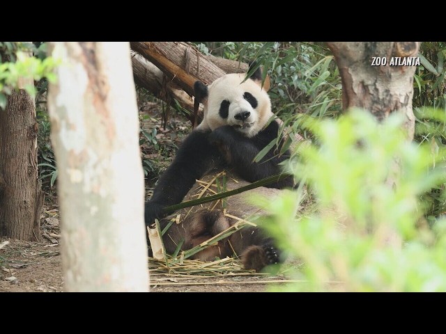 Meet Ping Ping and Fu Shuang: Giant pandas settling in at Zoo Atlanta