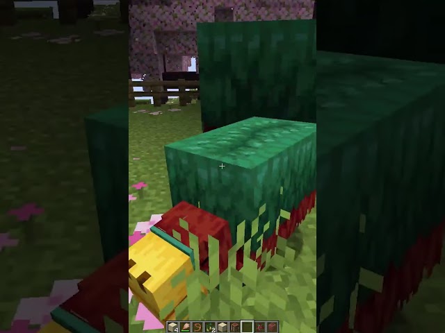 Minecraft Finally Added a Cherry Biome! 1 20 Snapshot