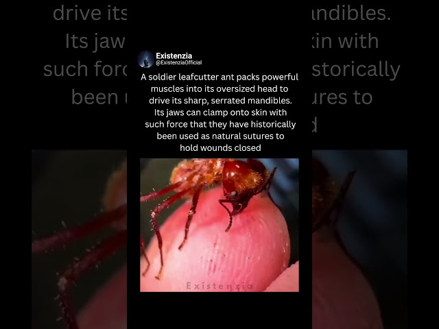 The Ant With Jaws Strong Enough to Stitch Wounds