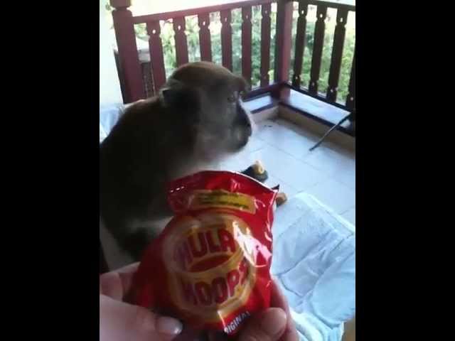 Monkey's Like Hula Hoops!