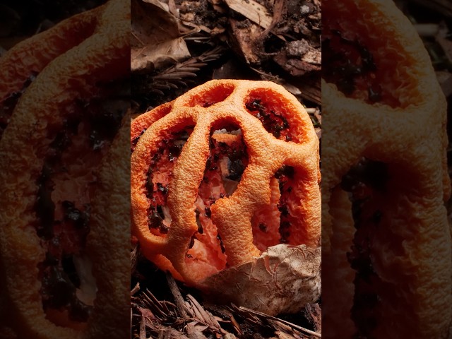 This Mushroom Fakes Its Own Death — On Purpose | #DeepLook #Shorts