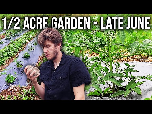 Half Acre Garden Highlights | Late June 2021