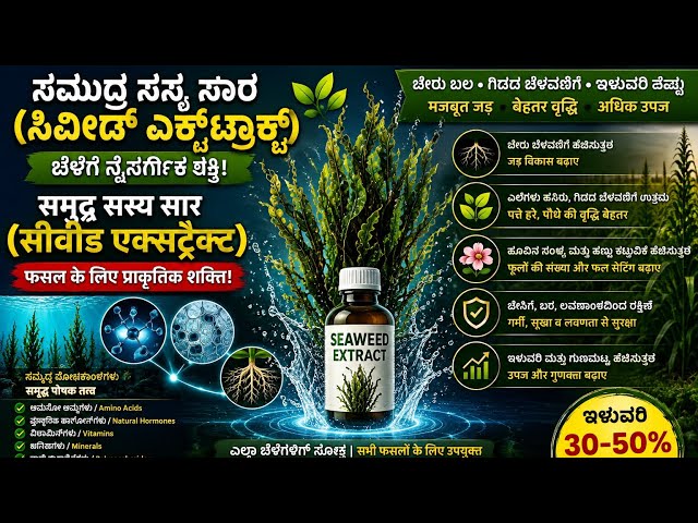 ಸೀವೀಡ್ ಎಕ್ಸ್‌ಟ್ರಾಕ್ಟ್: ಬೇರು ಬೆಳವಣಿಗೆ, ಹೂ ಬಿಡುವಿಕೆ ಮತ್ತು ಇಳುವರಿ ಹೆಚ್ಚಿಸುವ ರಹಸ್ಯ!🌊 