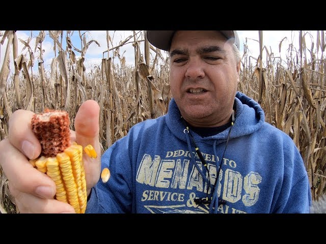 Corn Harvest!  Tim Tore Up the Combine!