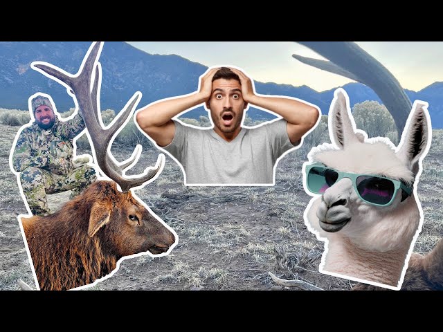ELK HUNTING in Colorado! (Lucky LLAMA Strikes Again) *Long Range Shooting* FENCEPOST BULL!!!