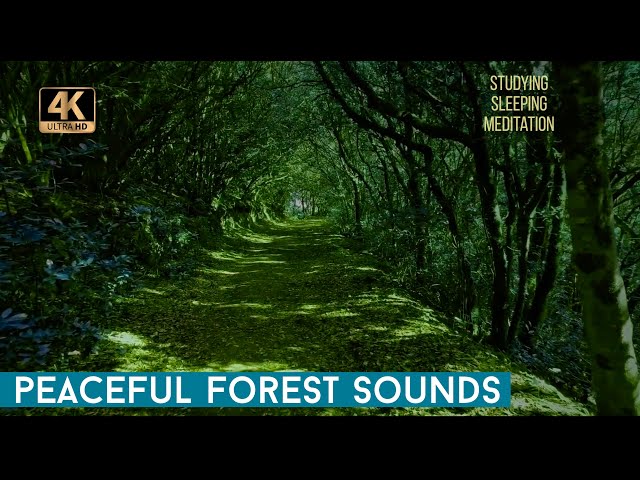 Nature Sounds Forest Sounds Birds Singing Sound of Water-Relaxation-Mindfulness-Meditation