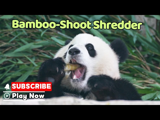Panda Eating Bamboo Shoots At Warp Speed | iPanda
