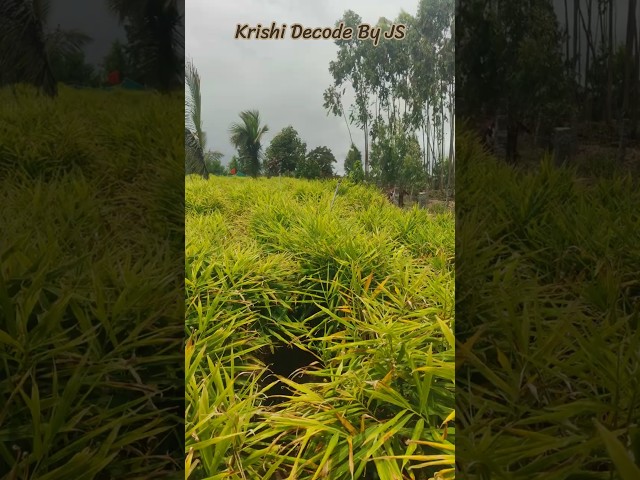 ಶುಂಠಿ ಬೆಳೆಯಲ್ಲಿ ಪೋಷಕಾಂಶಗಳ ಮಹತ್ವ – 180 ದಿನದ ಬೆಳೆ ಕ್ಷೇತ್ರದಿಂದ ನೇರ ದೃಶ್ಯ.#farming #agriculture
