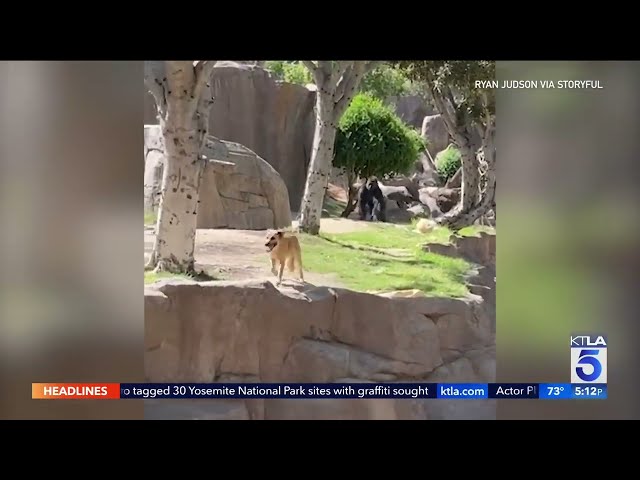 Stray dog wanders into gorilla habitat at San Diego Zoo Safari Park