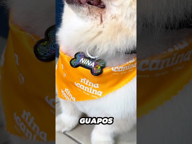Díganle a sus perritos que los mandamos felicitar por el Día Mundial del Perro!! 🥰😍🫶🏻 #doglove