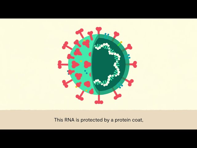 Tackling coronavirus – Understanding the structural biology