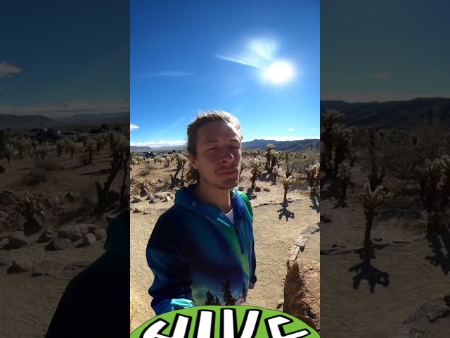 Cholla at Joshua Tree National Park (Hike 360° VR Video)