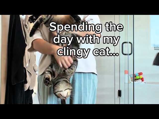 The worlds most clingiest cat!