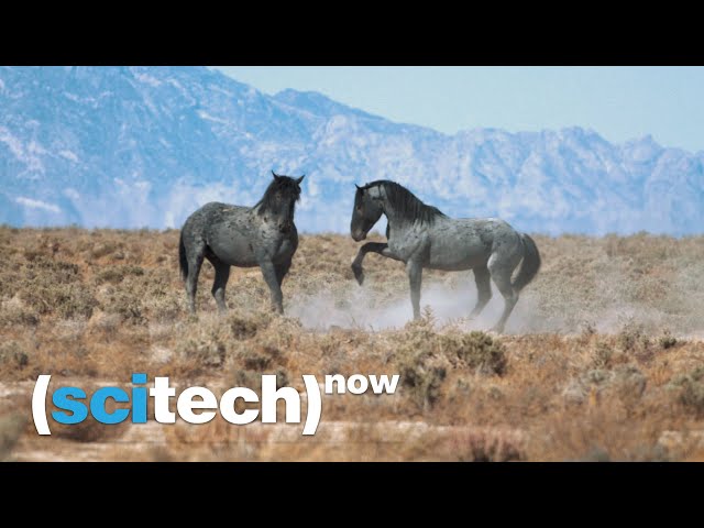 SciTech Now: Wild Horse Citizen Science