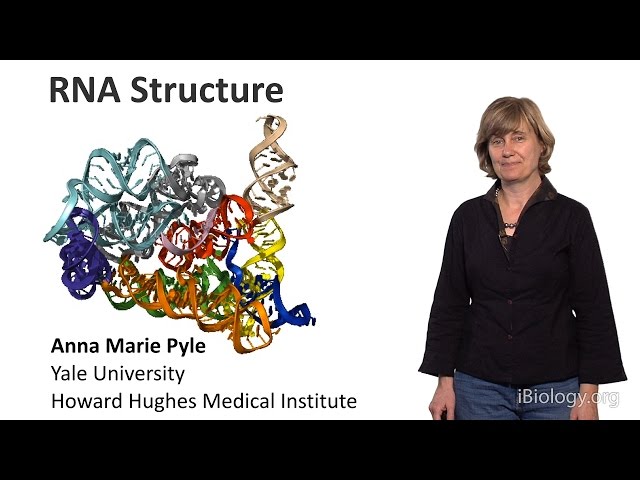 Anna Marie Pyle (Yale U./HHMI) Part 1: RNA Structure