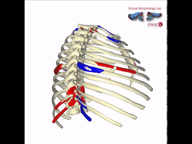 Virtual thorax reconstruction with fossils