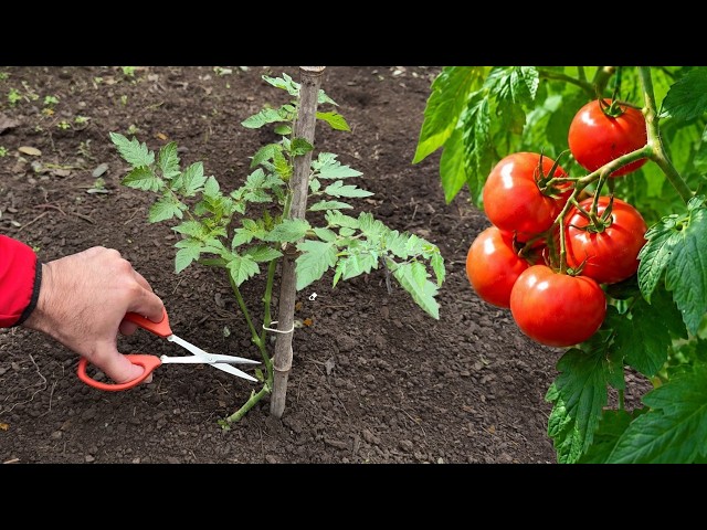 5 Techniques to Help Tomatoes Grow Stronger After Transplanting