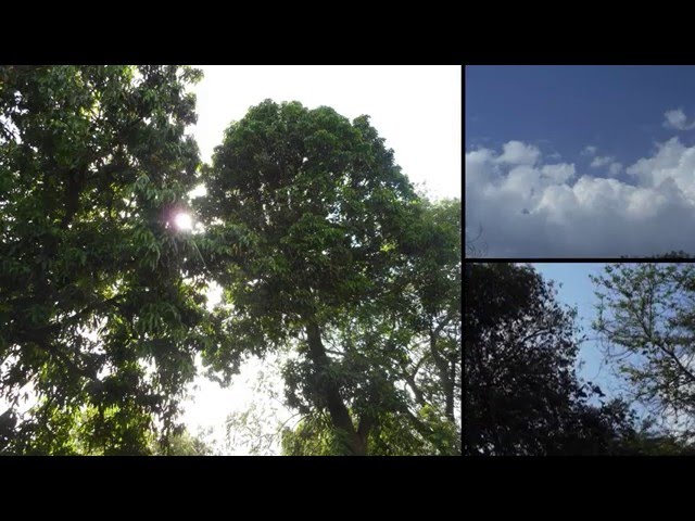 YHWH's Calendar  in the Sky- View from my Garden