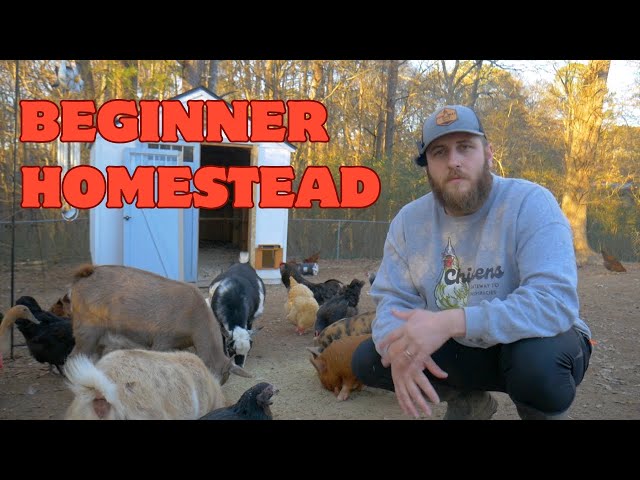 So You Want To Start A Homestead? (Beginner Tips From A Beginner)