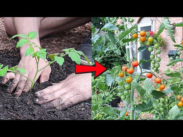 STOP! Don't Plant Cherry Tomatoes Without Watching THIS First!