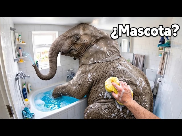 Conseguí Las Mascotas Más Grandes Del Mundo