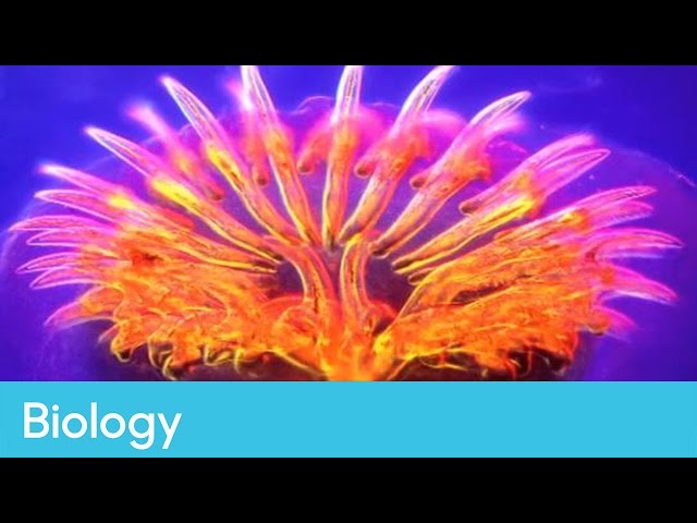 Understanding microscopy | Biology - Bitesize Science