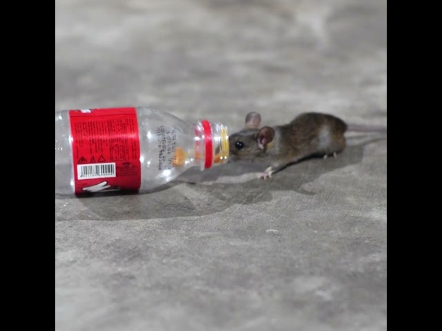 Cats & Rats Go Crazy: Night Mouse Videos & Peanut Butter Frenzy!