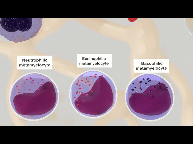 Myelocytic series in bone marrow
