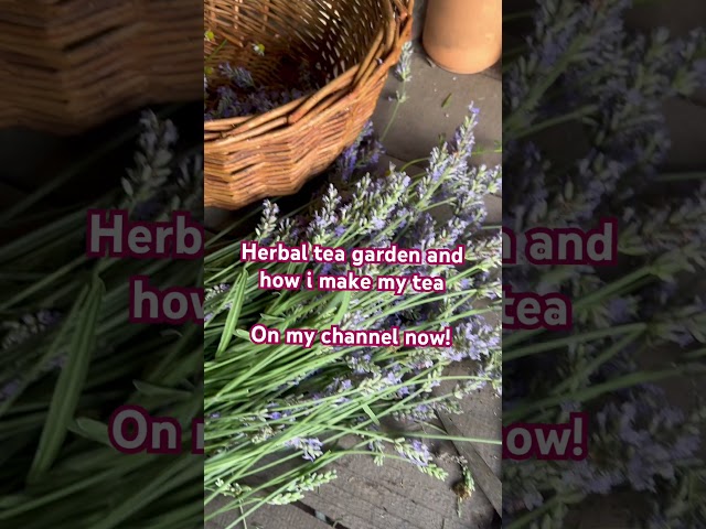 My herbal garden and how i make tea video is up on my channel 🫖🍃🌼