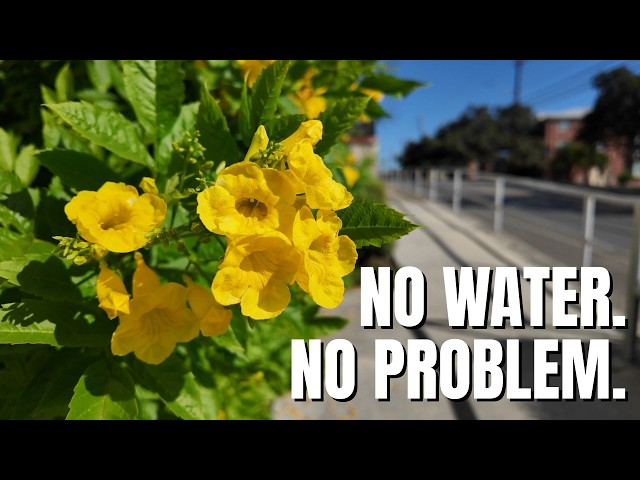 7 Texas Native Plants You Can't Kill